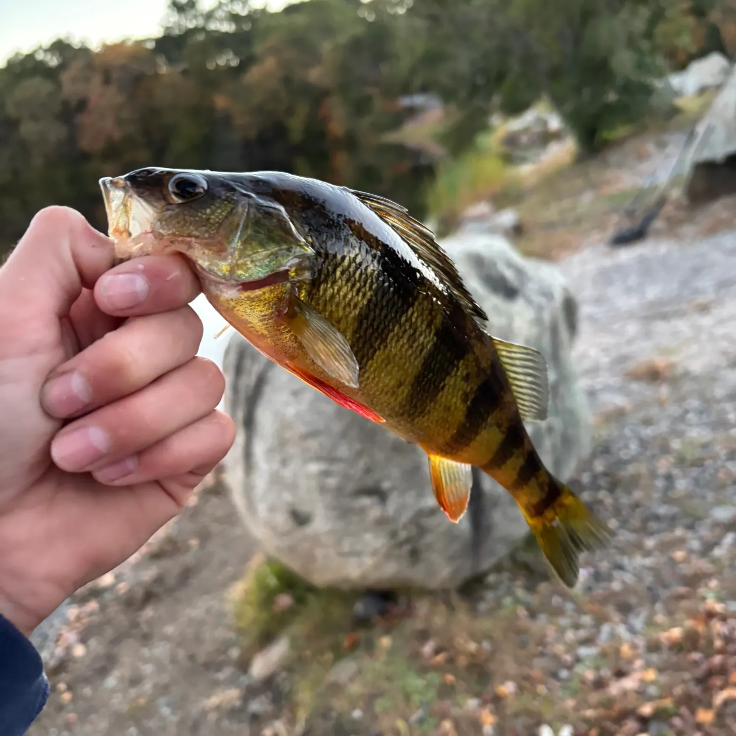 Yellow perch caught on Fishbrain