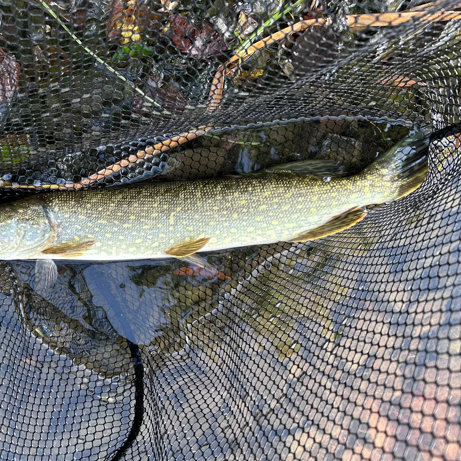 Northern pike caught on Fishbrain