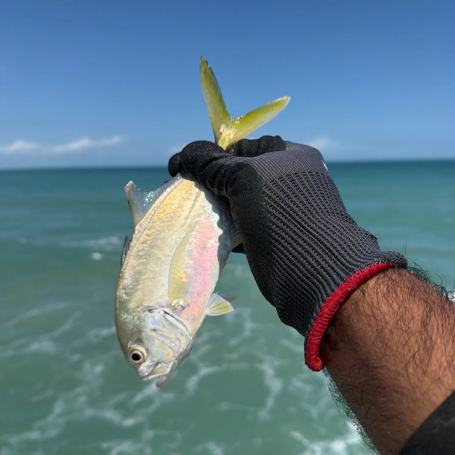 The most recent Pacific crevalle jack catches on Fishbrain