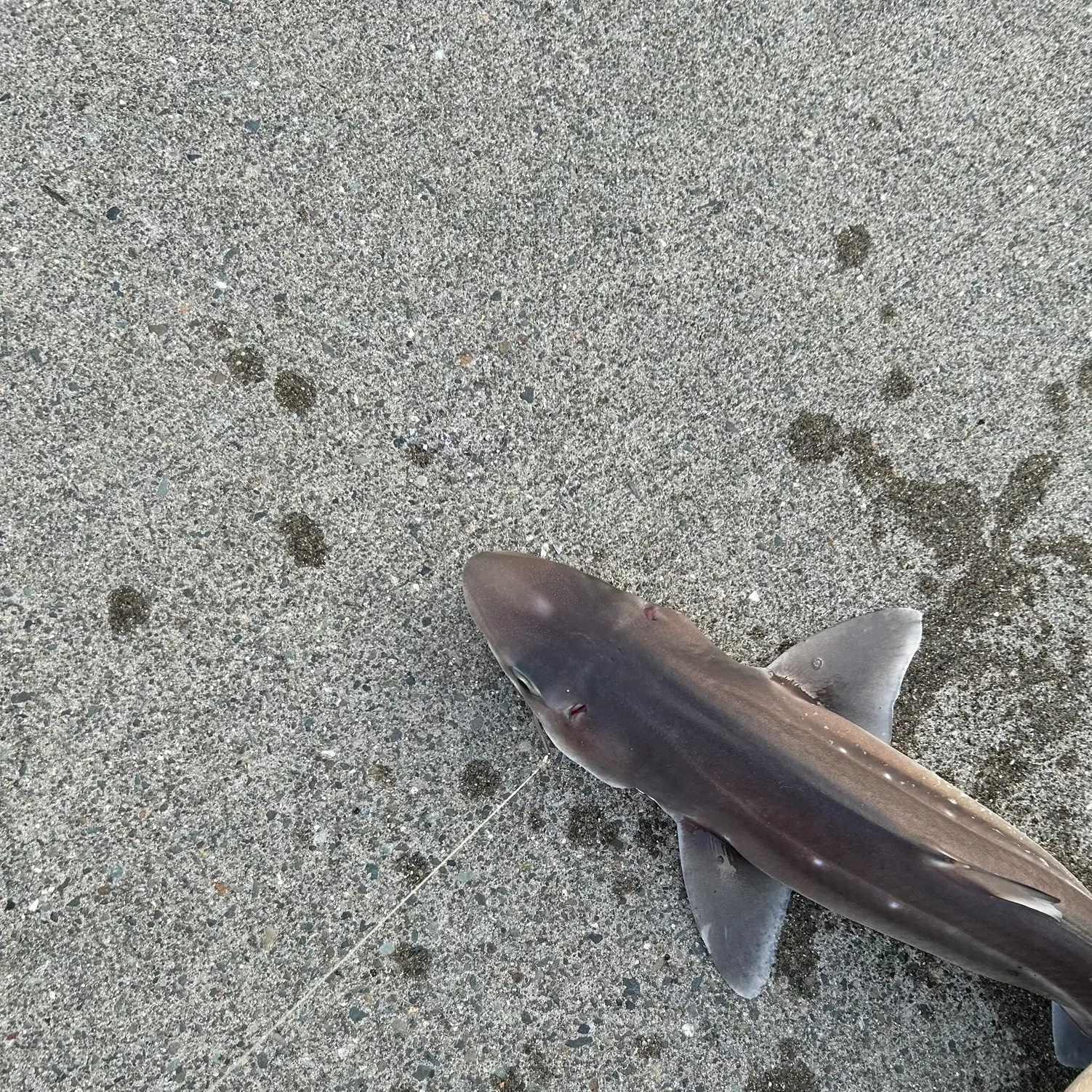 The most recent Pacific spiny dogfish catches on Fishbrain