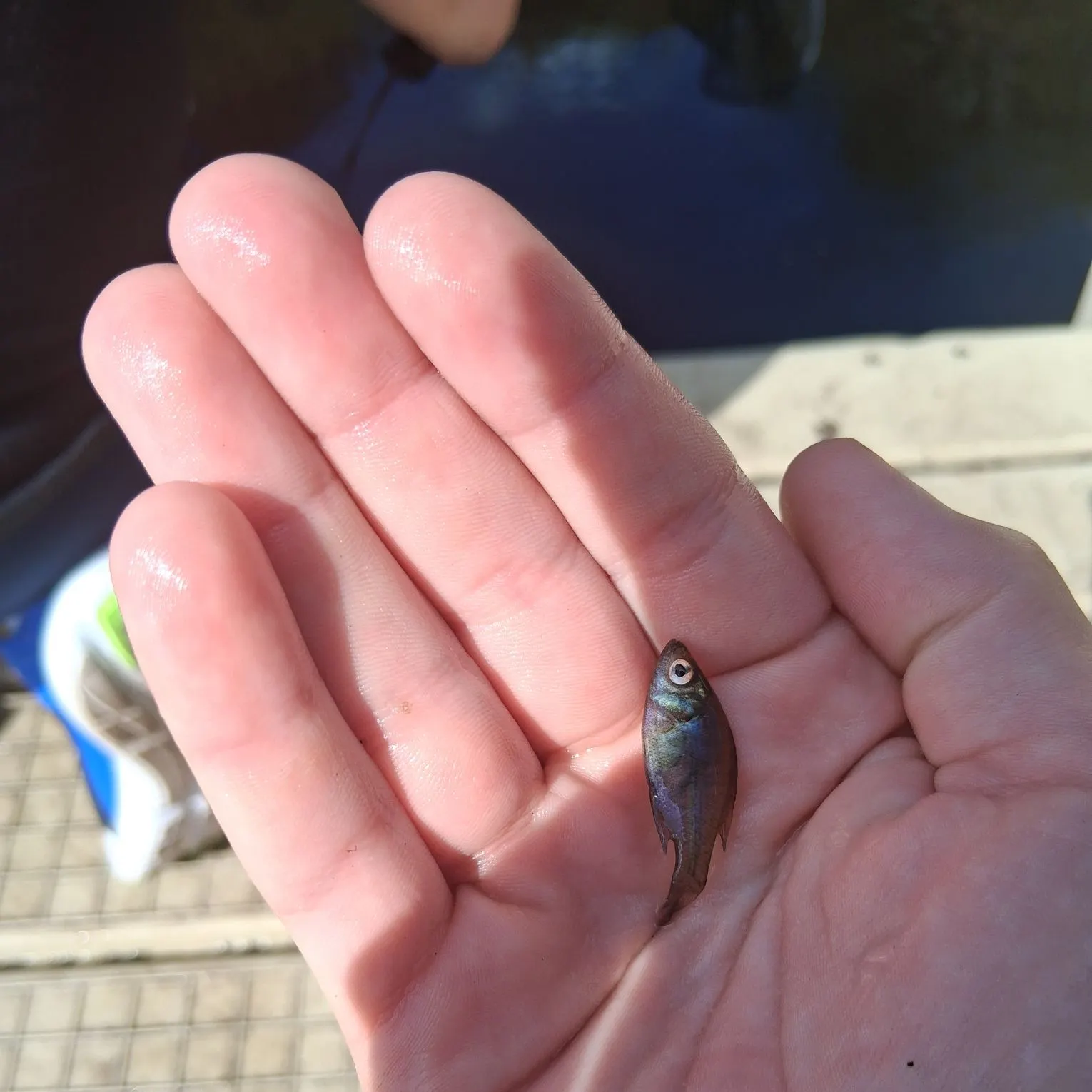 The most recent Whale shark catches on Fishbrain