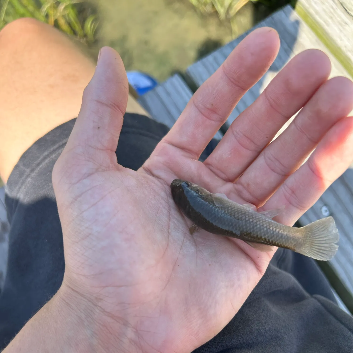 The most recent Eastern mosquitofish catches on Fishbrain