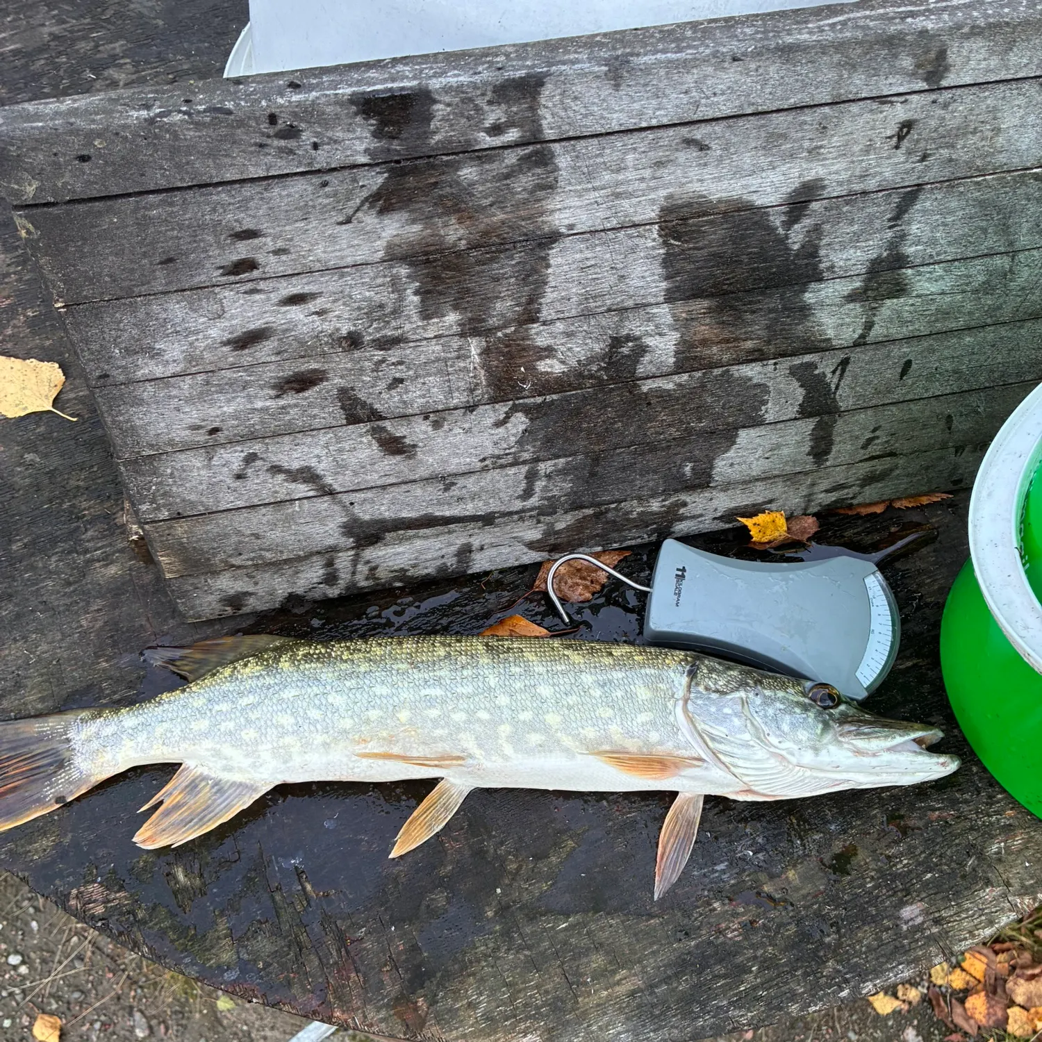 Northern pike caught on Fishbrain
