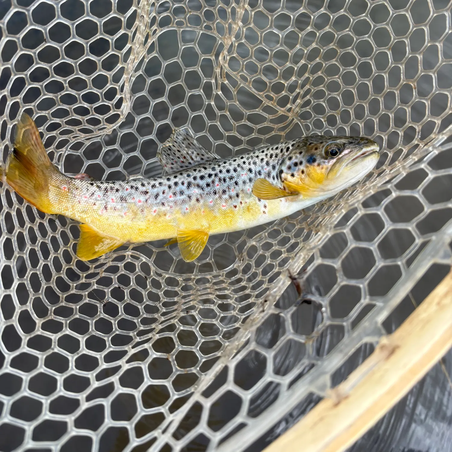 Brown trout caught on Fishbrain