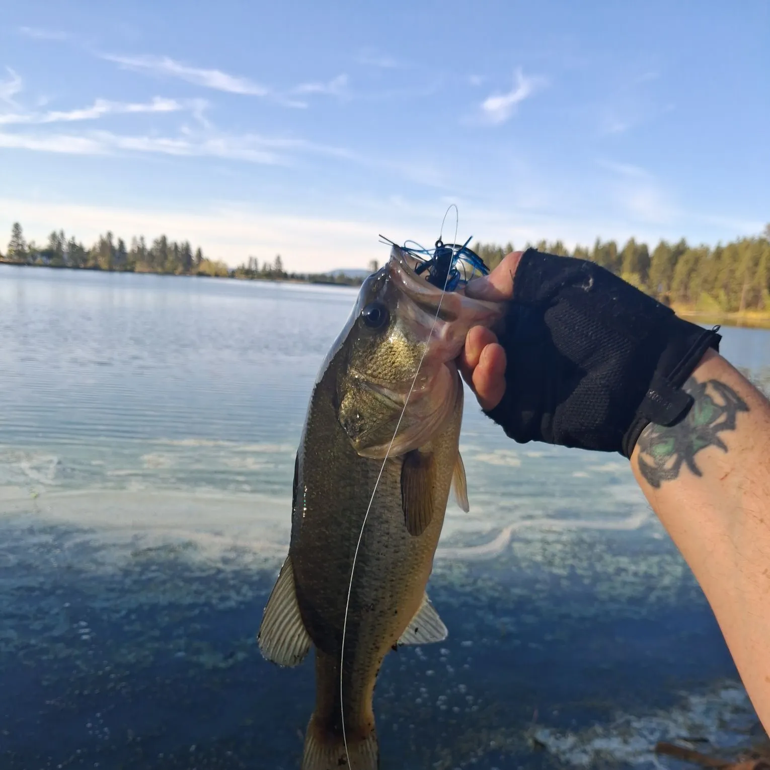 Largemouth bass caught on Fishbrain