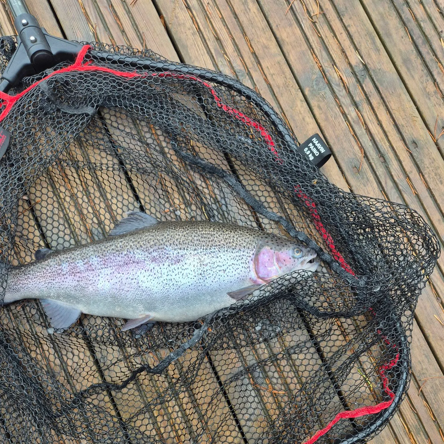 Rainbow trout caught on Fishbrain