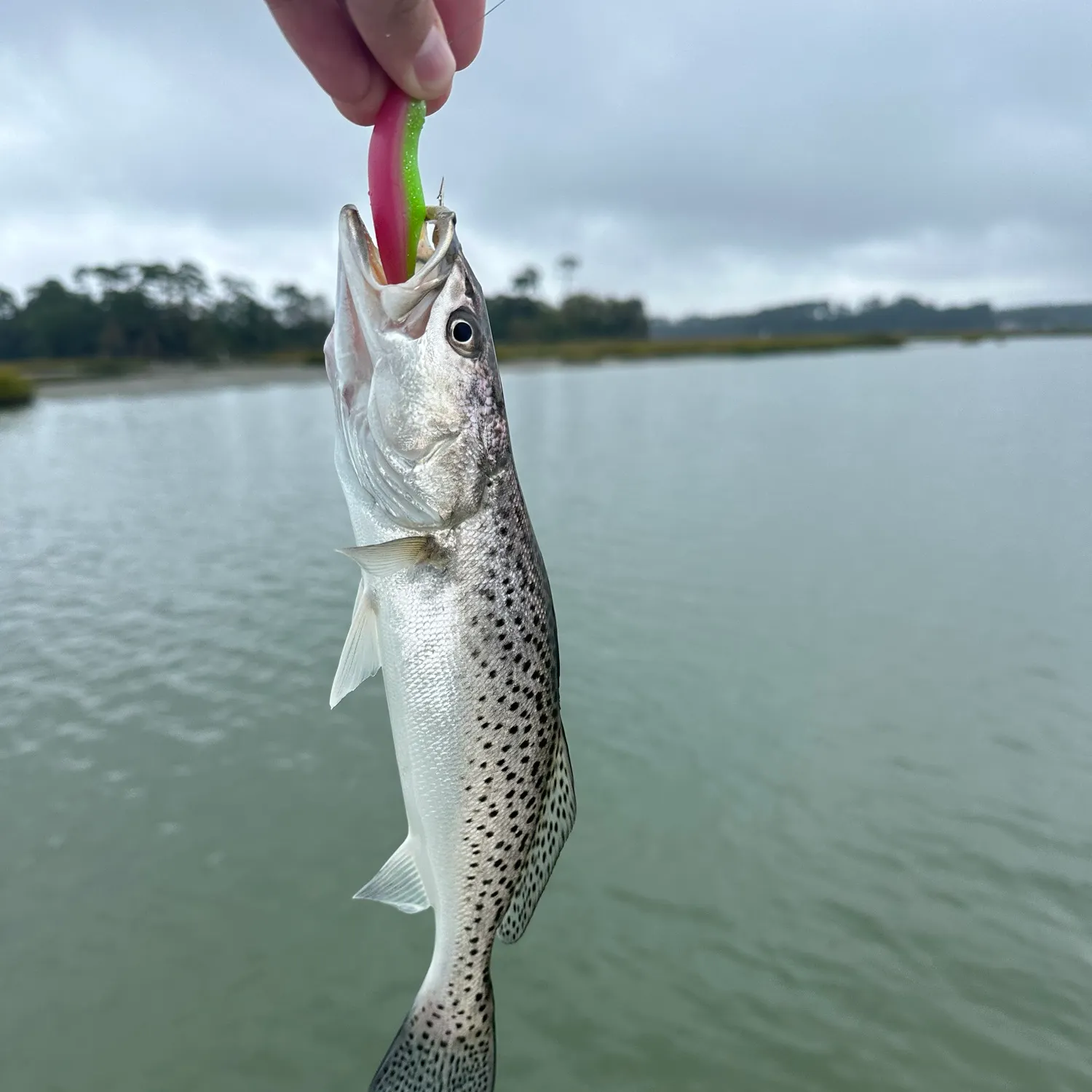 Spotted seatrout caught on Fishbrain