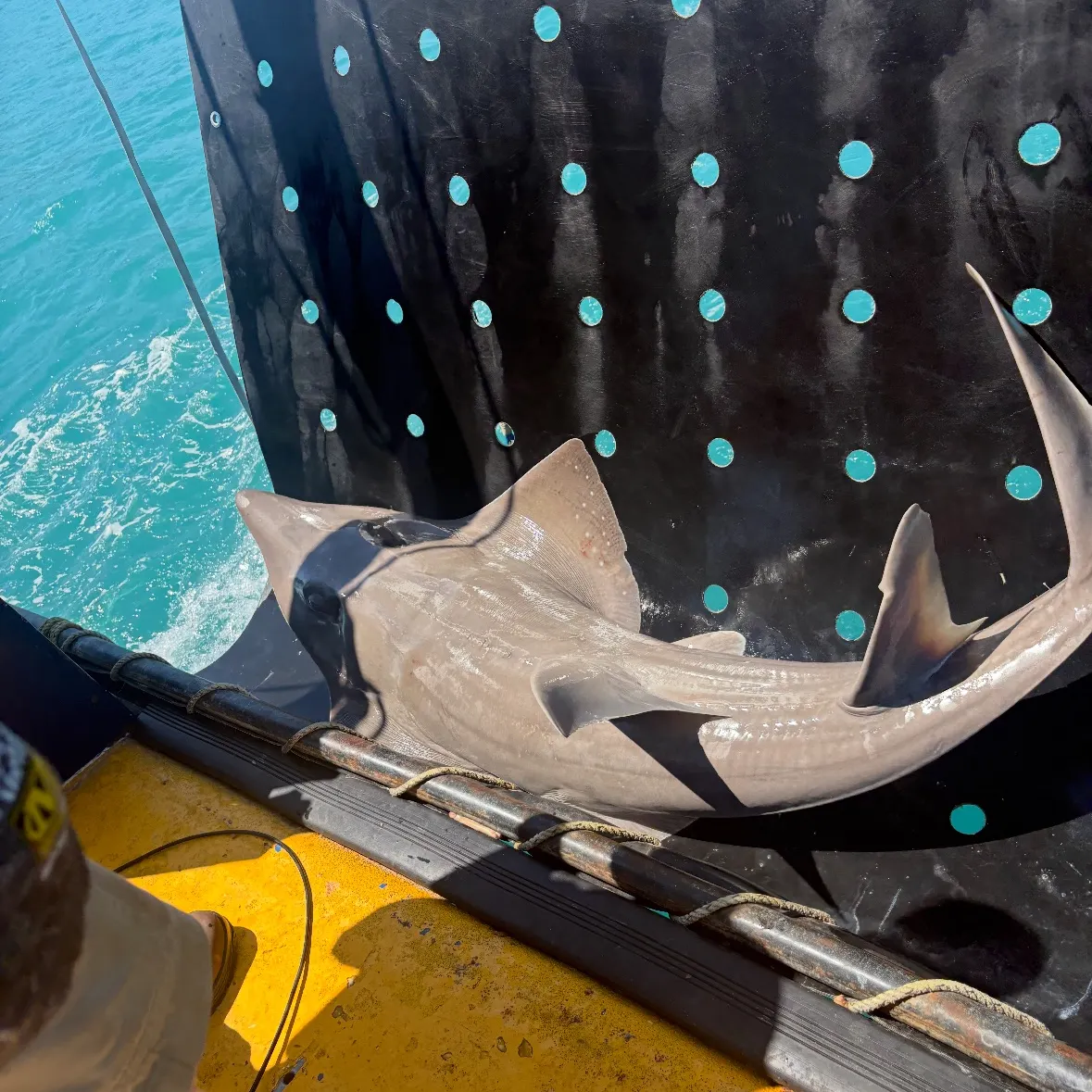 The most recent Giant guitarfish catches on Fishbrain