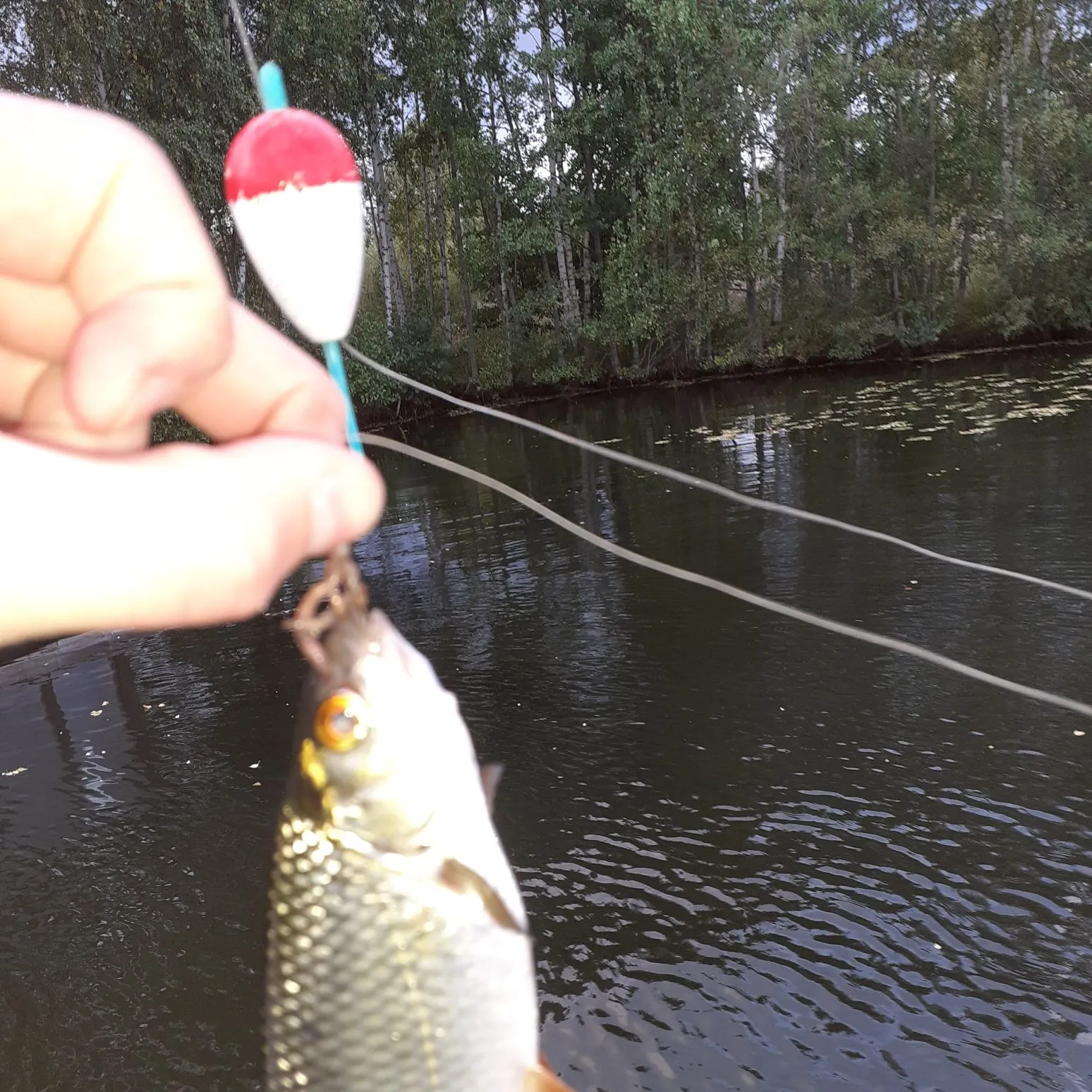 Common roach caught on Fishbrain