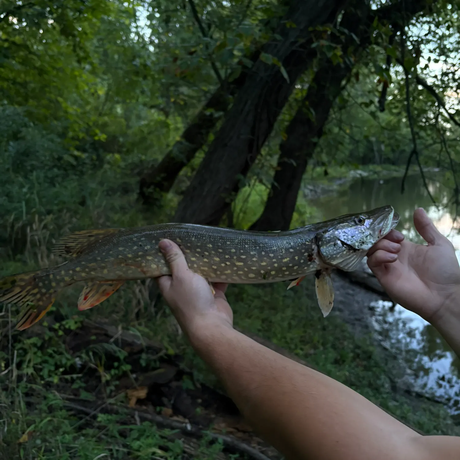 Northern pike caught on Fishbrain