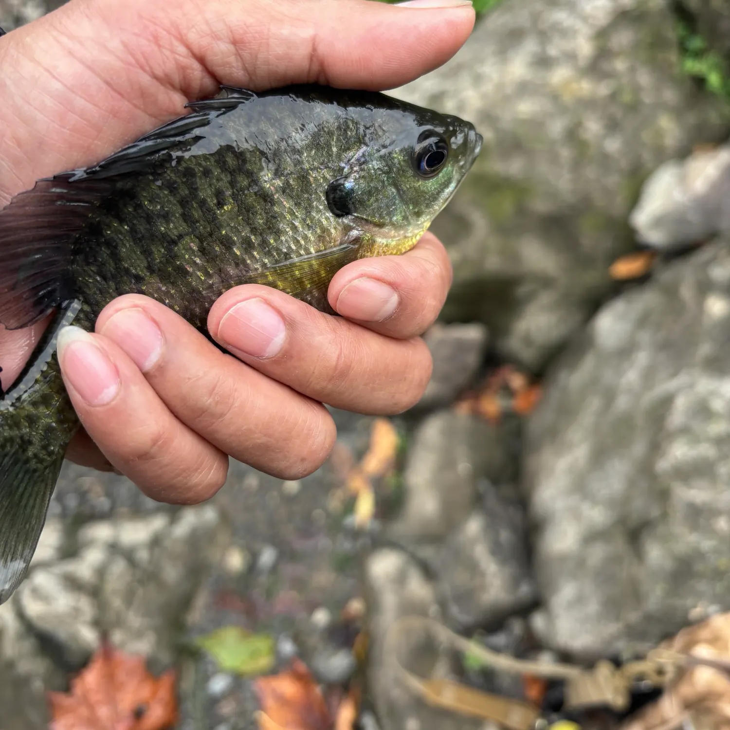 Bluegill caught on Fishbrain