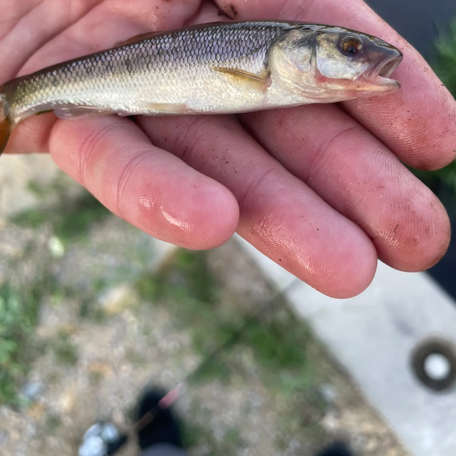 Creek chub caught on Fishbrain