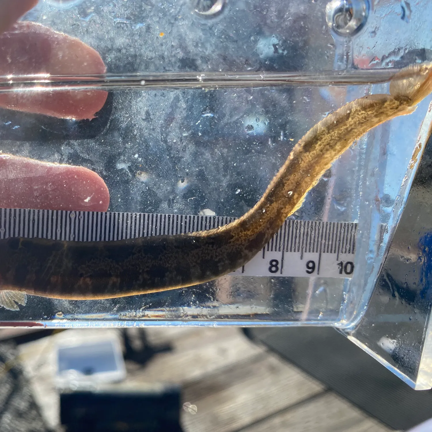 The most recent Crescent gunnel catches on Fishbrain