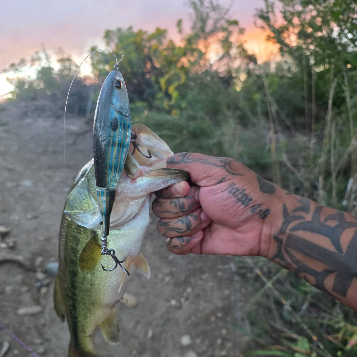 Spotted bass caught on Fishbrain