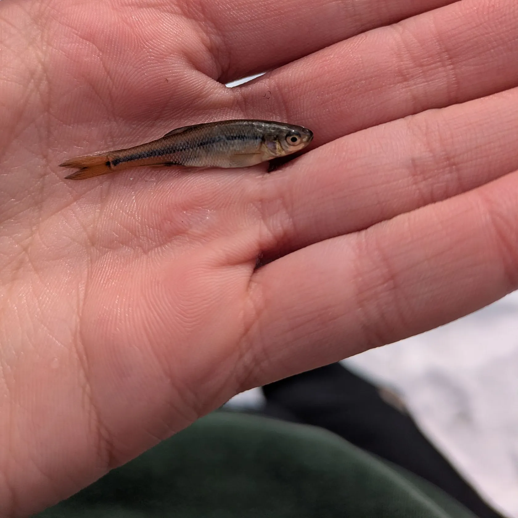 The most recent Spottail shiner catches on Fishbrain