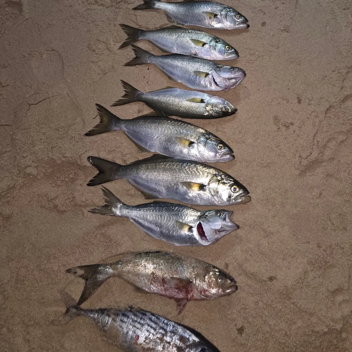 recently logged catches