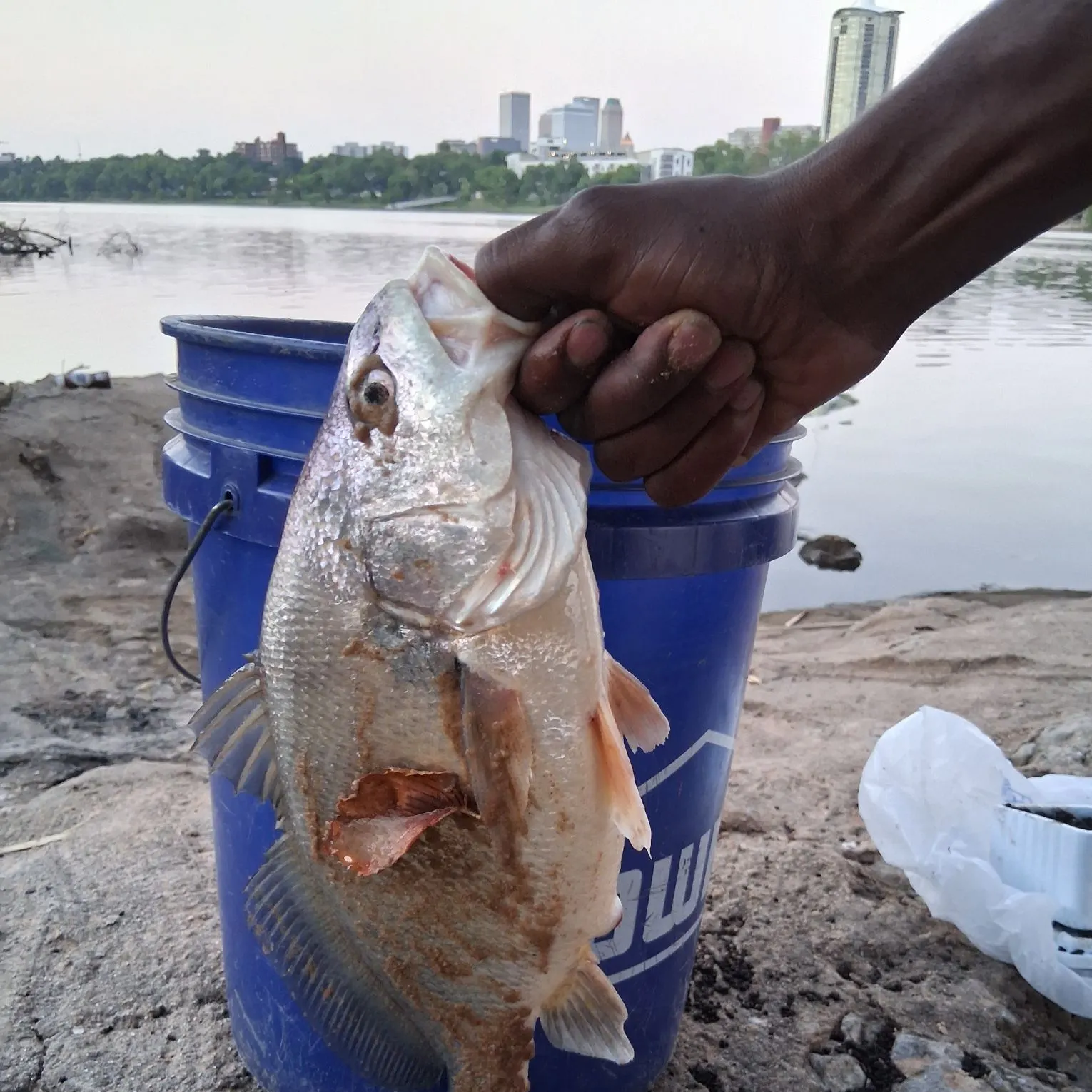 Freshwater drum caught on Fishbrain