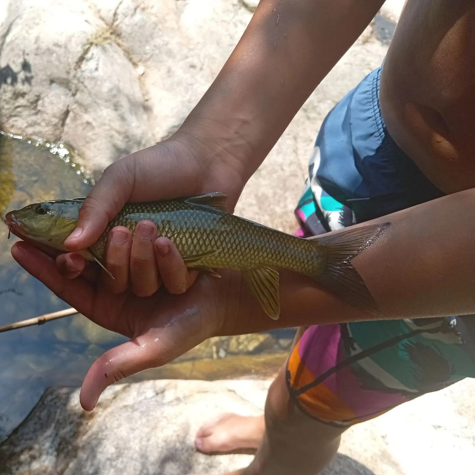 The most recent Northern barbel catches on Fishbrain