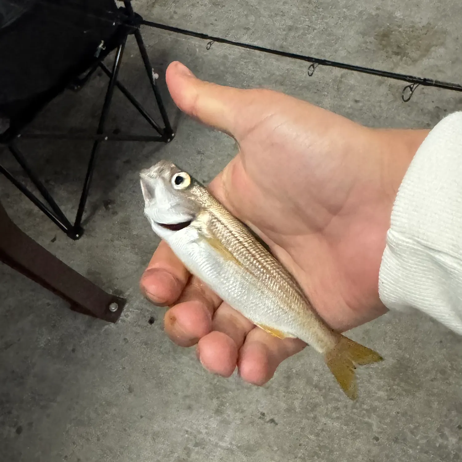 Californian salema caught on Fishbrain
