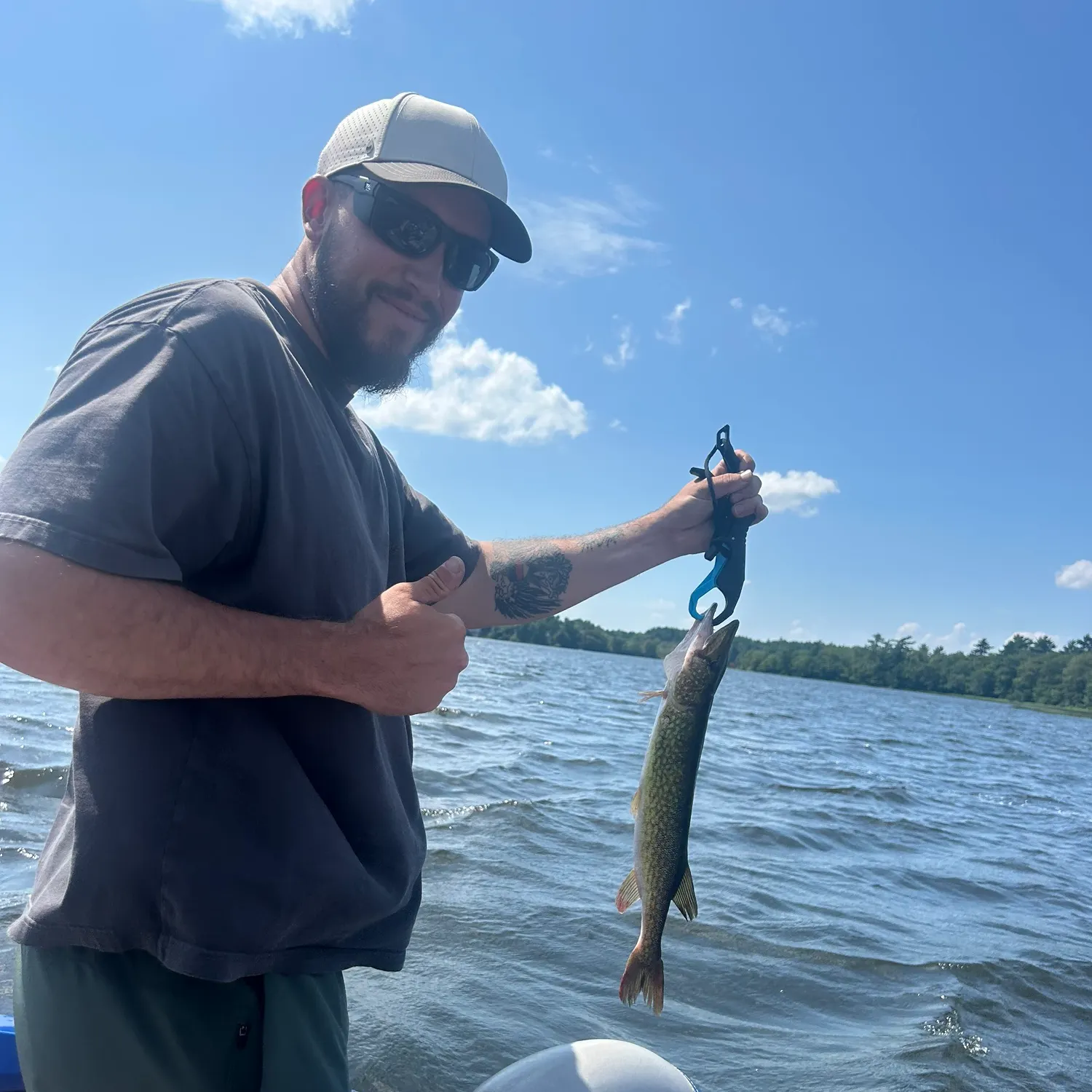 Chain pickerel caught on Fishbrain