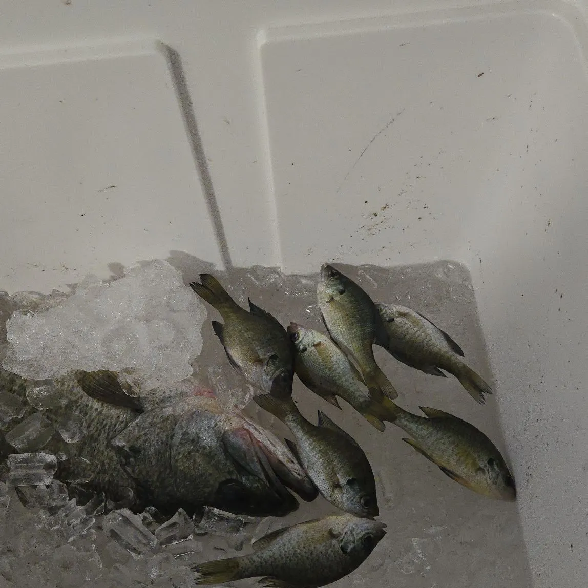 Bluegill caught on Fishbrain