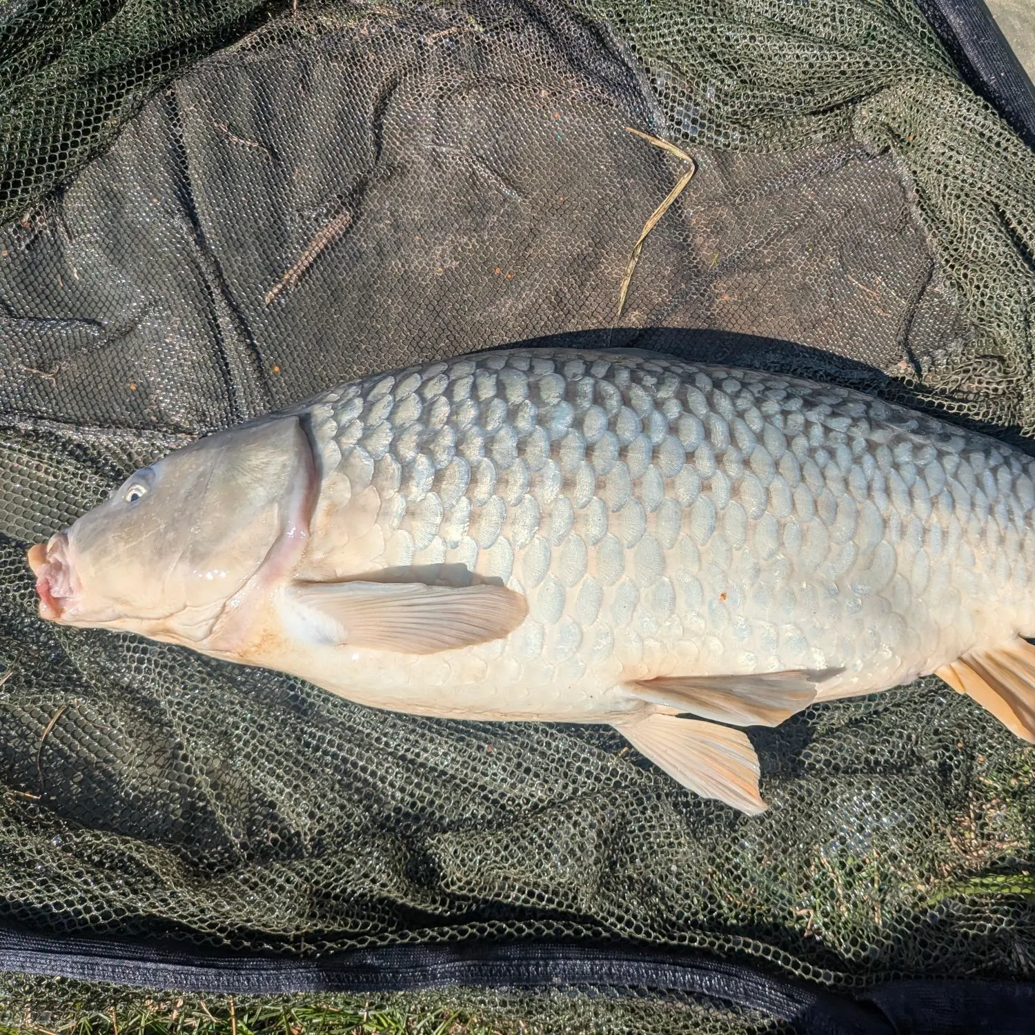 Common carp caught on Fishbrain