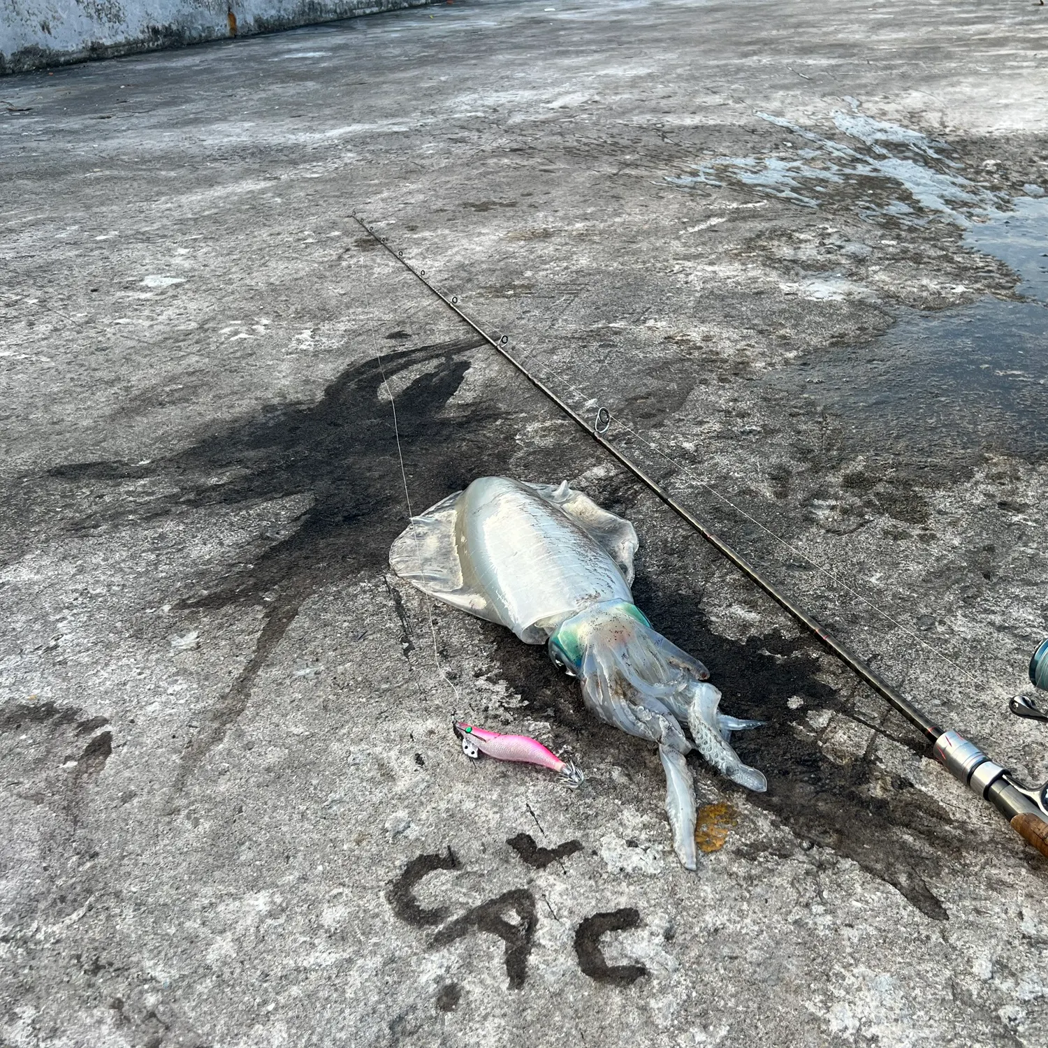 The most recent Bigfin reef squid catches on Fishbrain