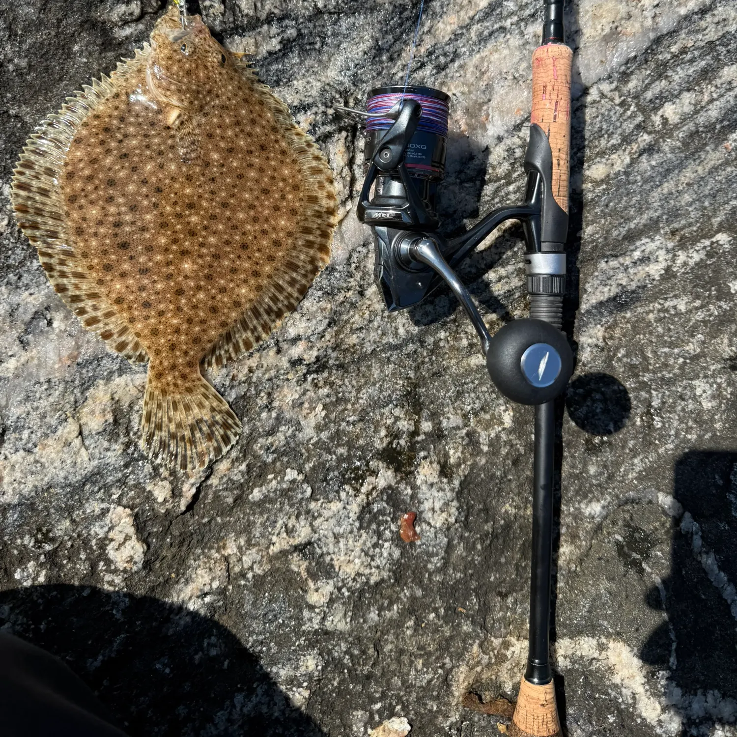 The most recent Summer flounder catches on Fishbrain