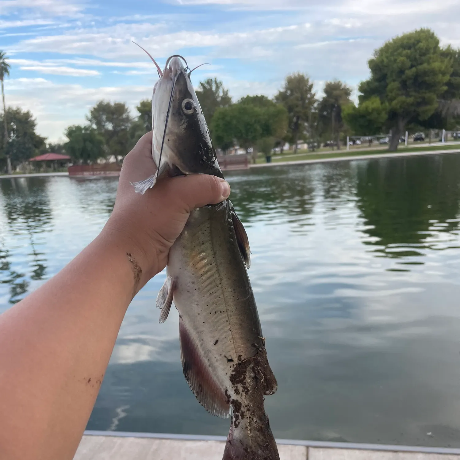 Channel catfish caught on Fishbrain