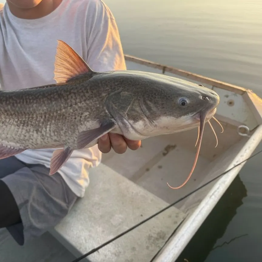 The most recent Redtail catfish catches on Fishbrain