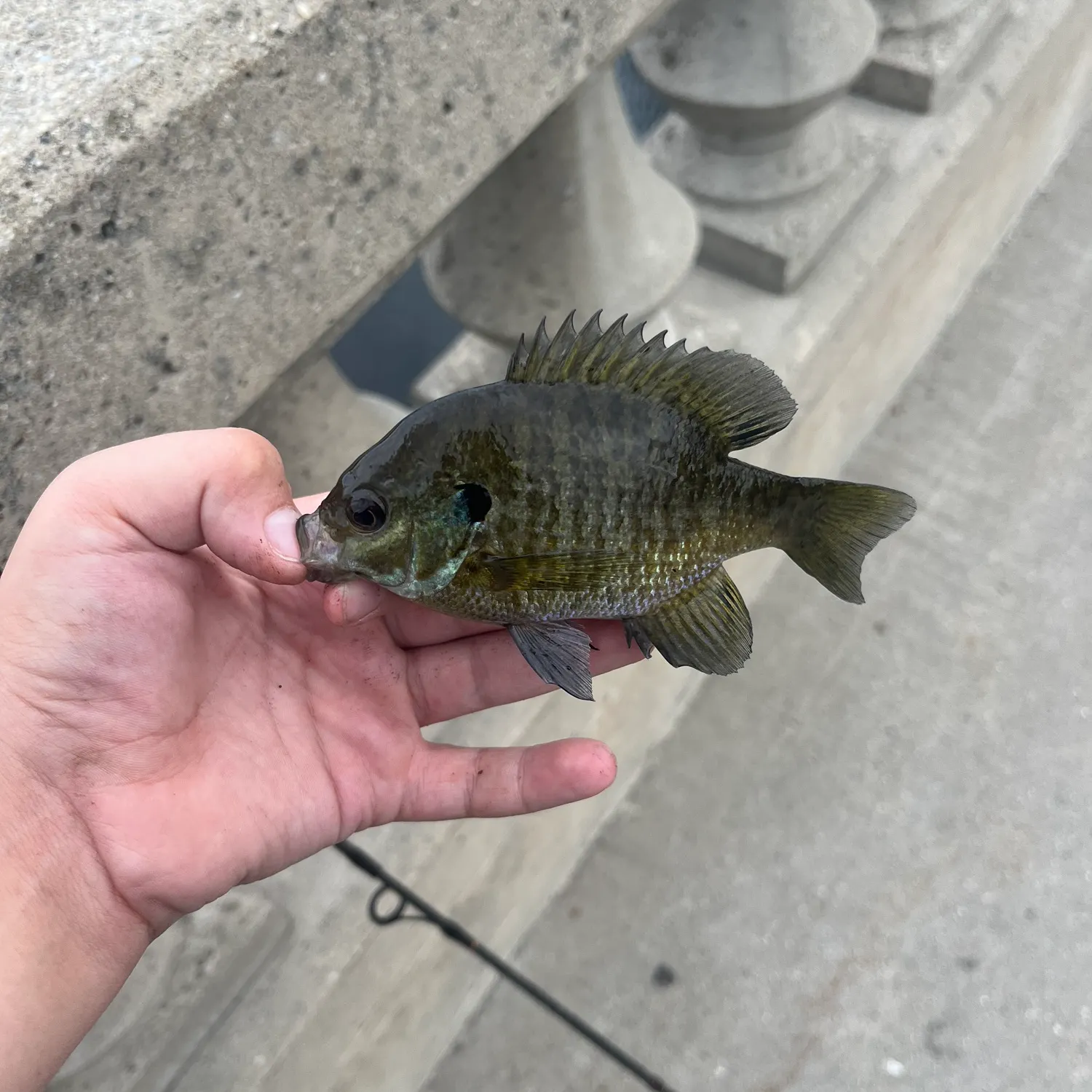 Bluegill caught on Fishbrain
