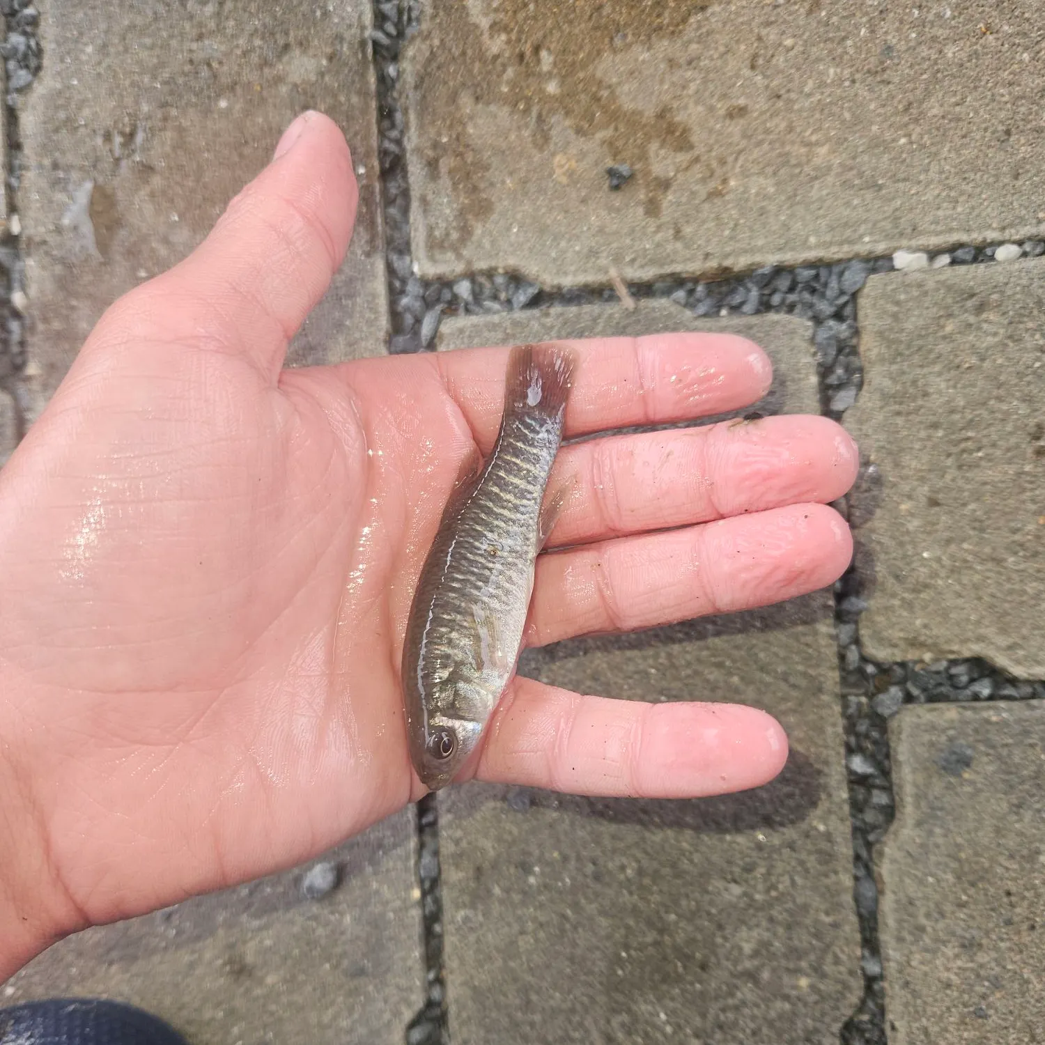 Banded killifish caught on Fishbrain