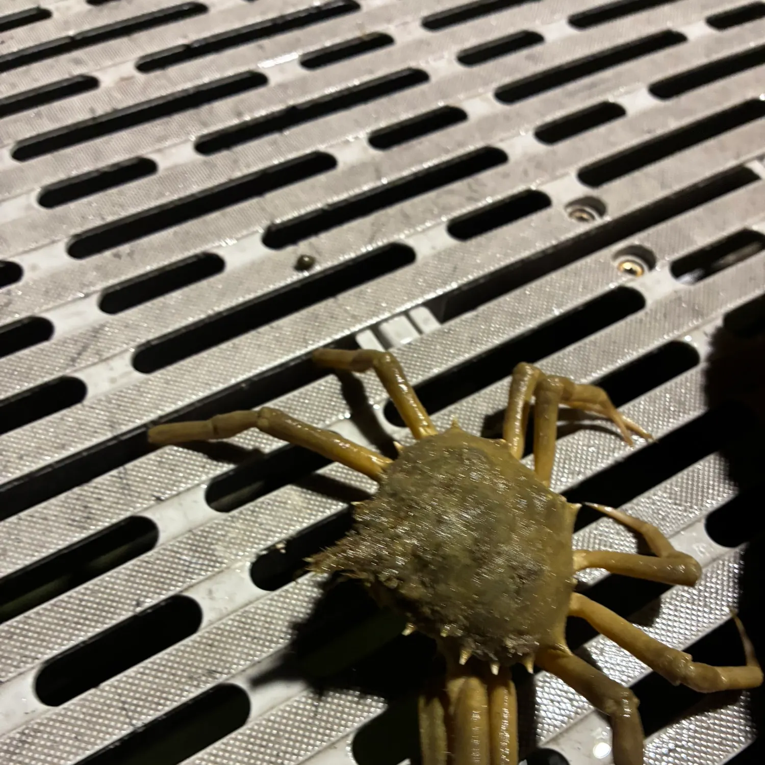 The most recent Sheep crab catches on Fishbrain