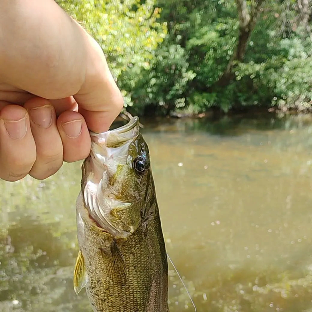 Spotted bass caught on Fishbrain