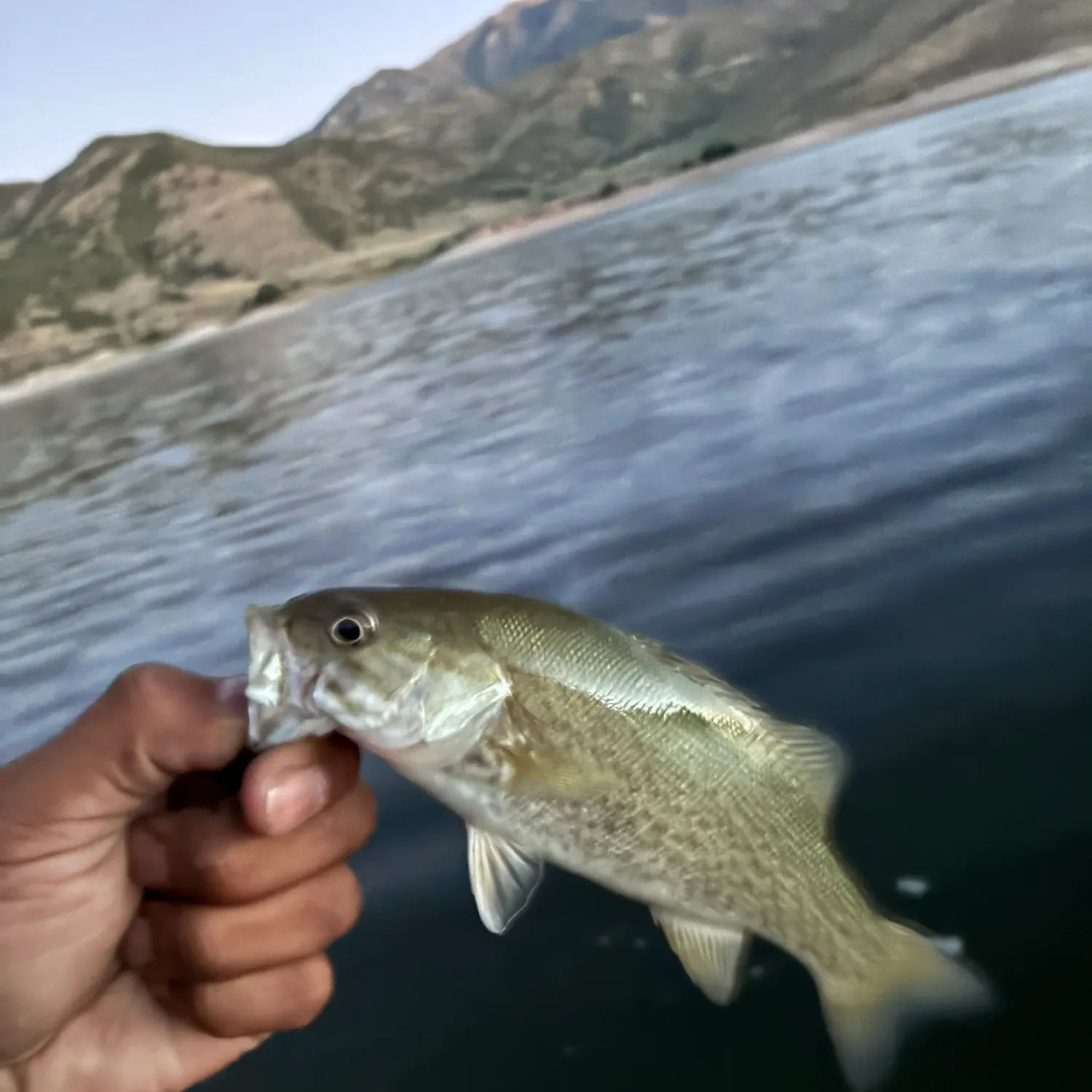 Smallmouth bass caught on Fishbrain