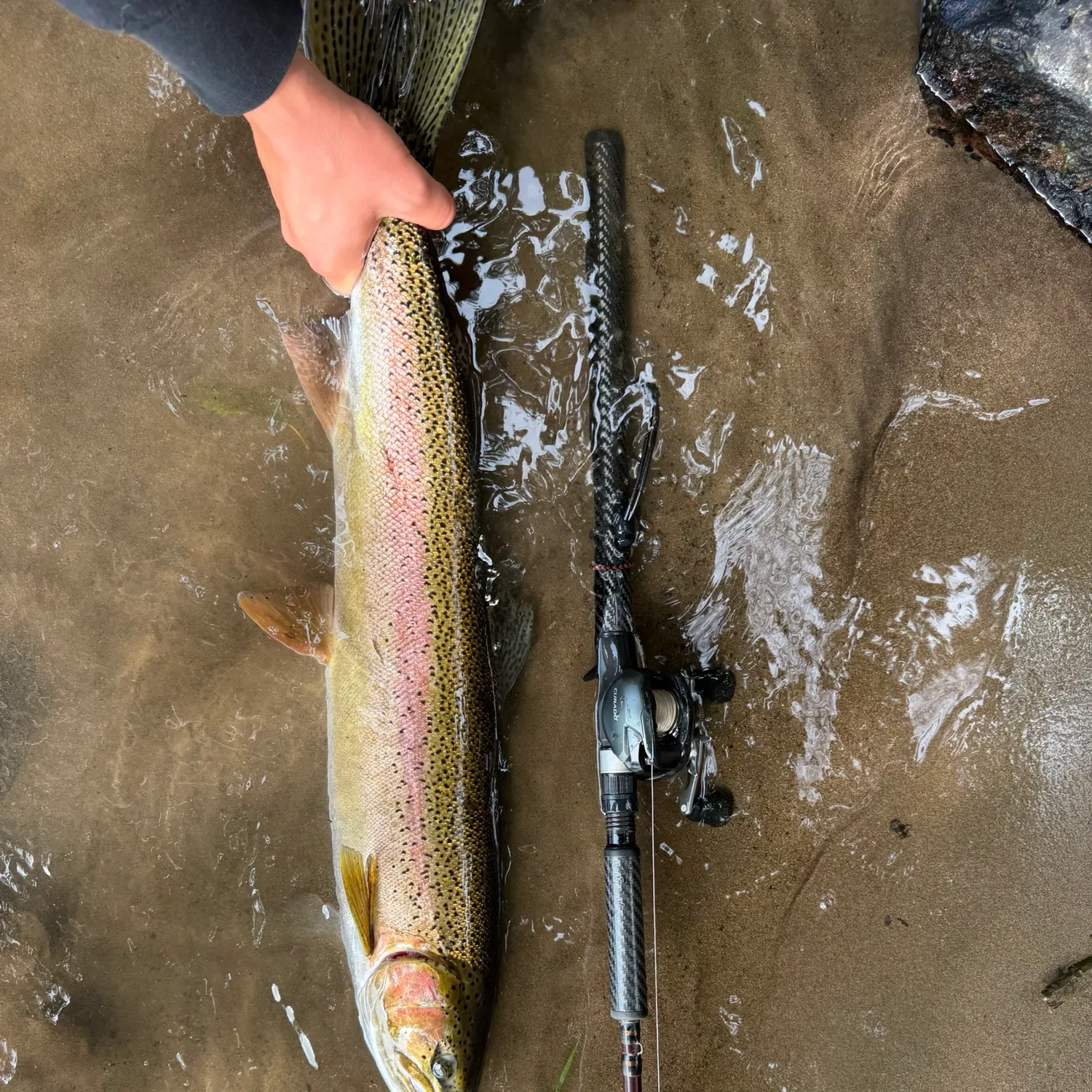 Steelhead caught on Fishbrain