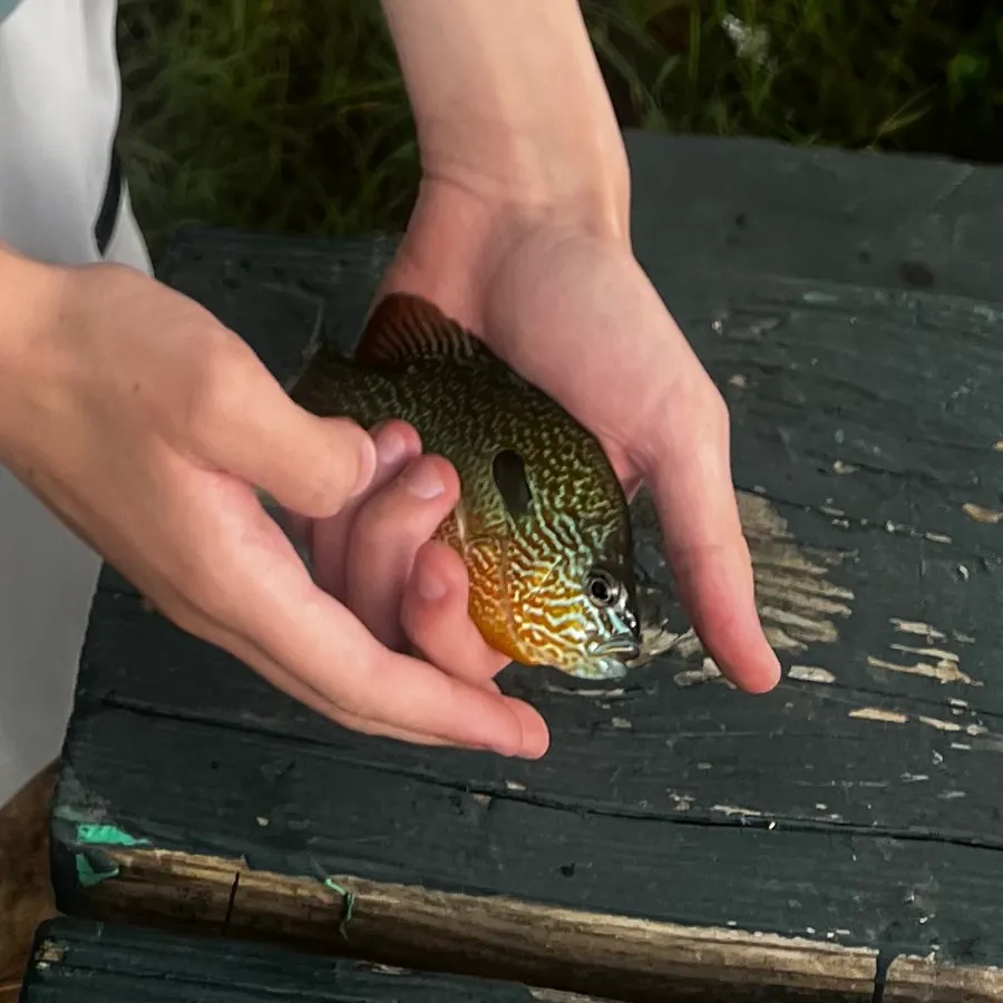 Longear sunfish caught on Fishbrain