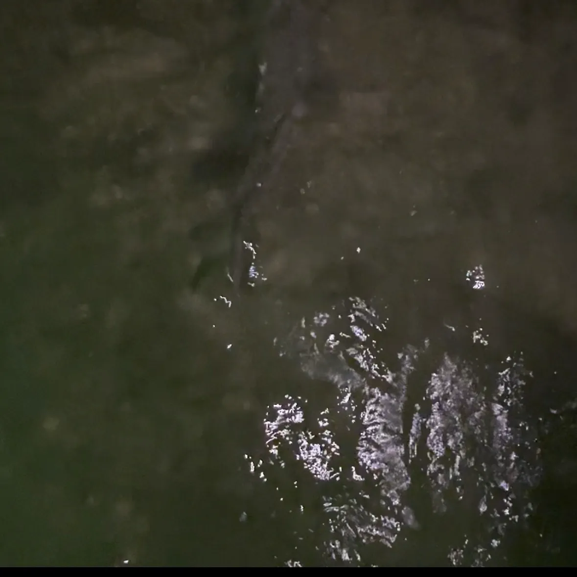 The most recent Lemon shark catches on Fishbrain