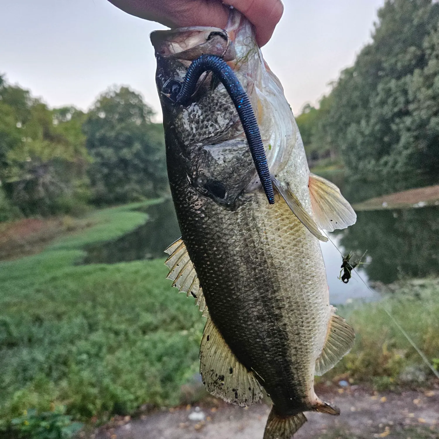 Largemouth bass caught on Fishbrain