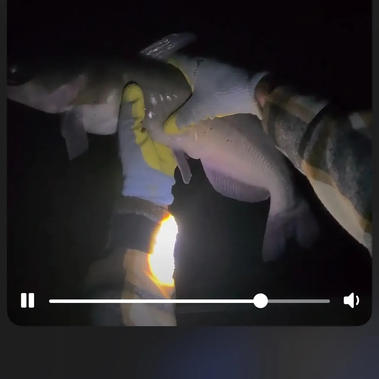 Channel catfish caught on Fishbrain