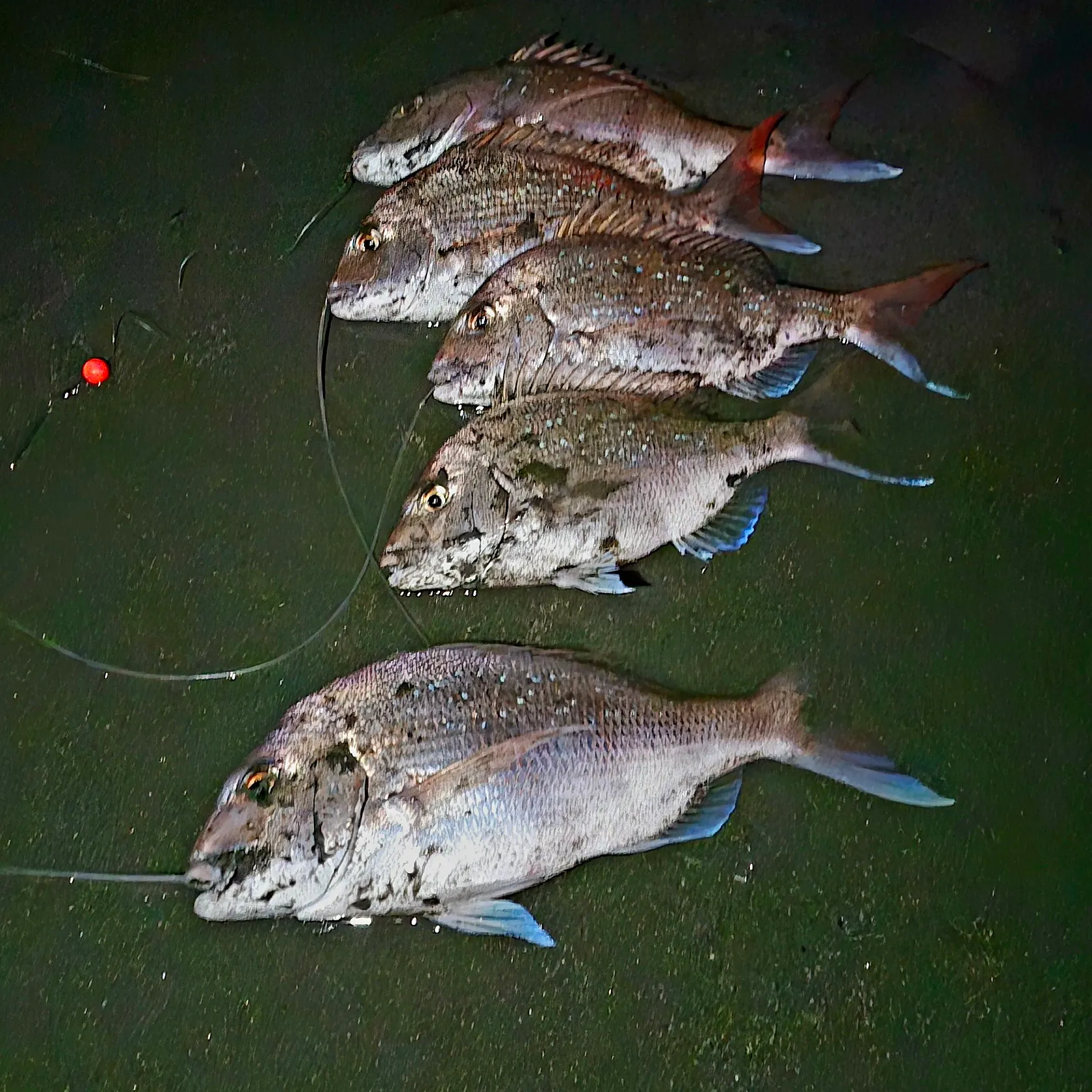 recently logged catches