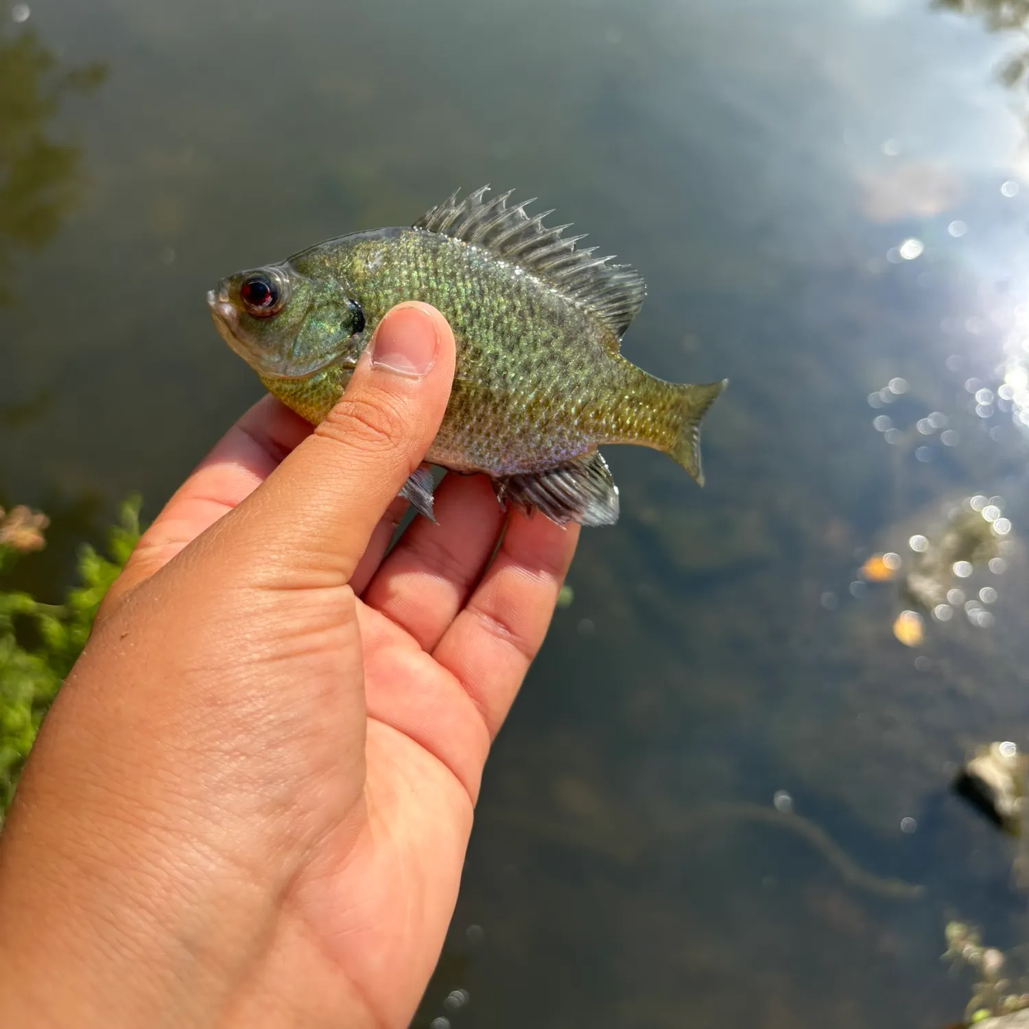 Bluegill caught on Fishbrain