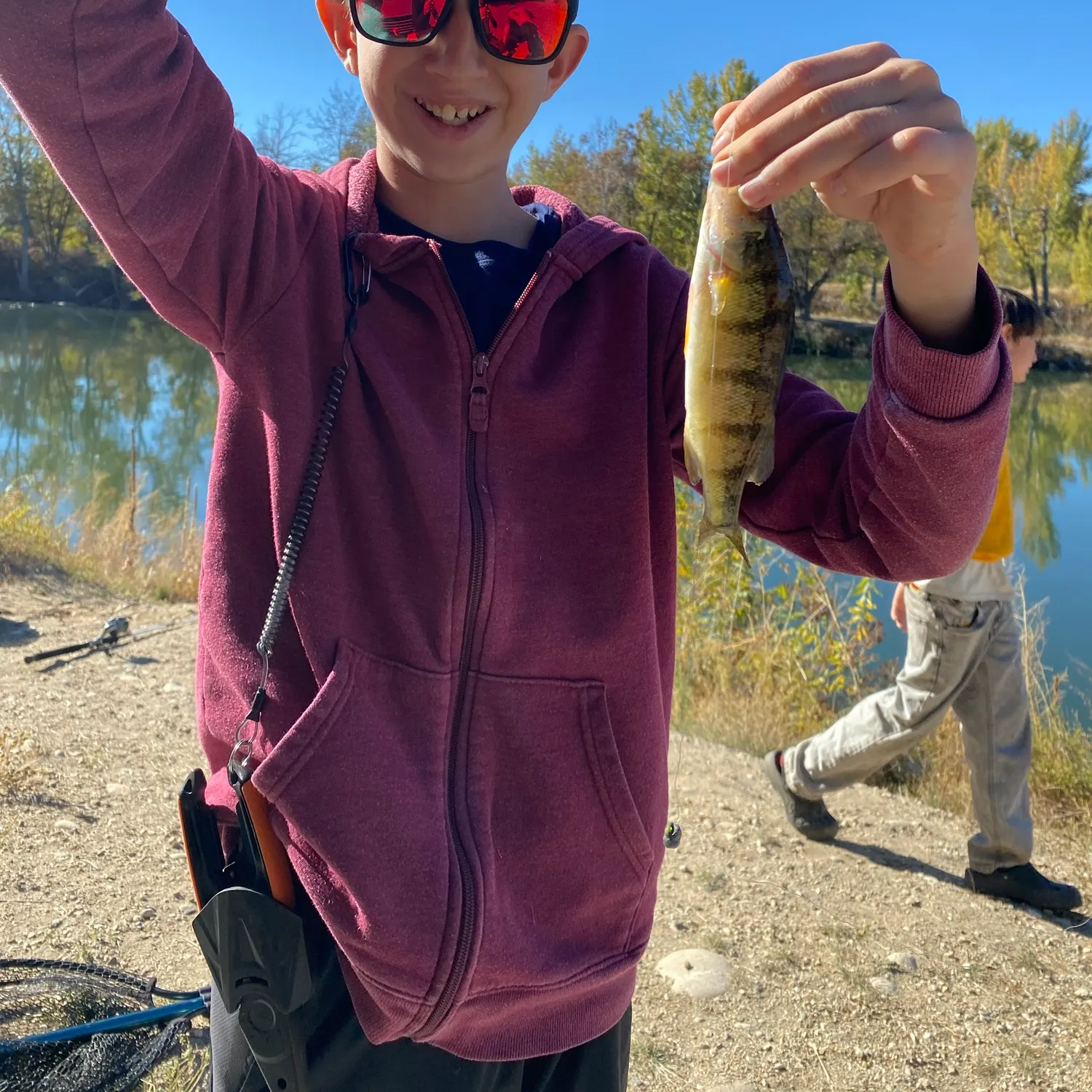 Yellow perch caught on Fishbrain