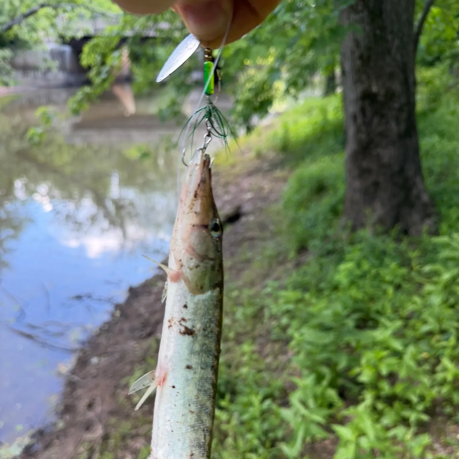 catch