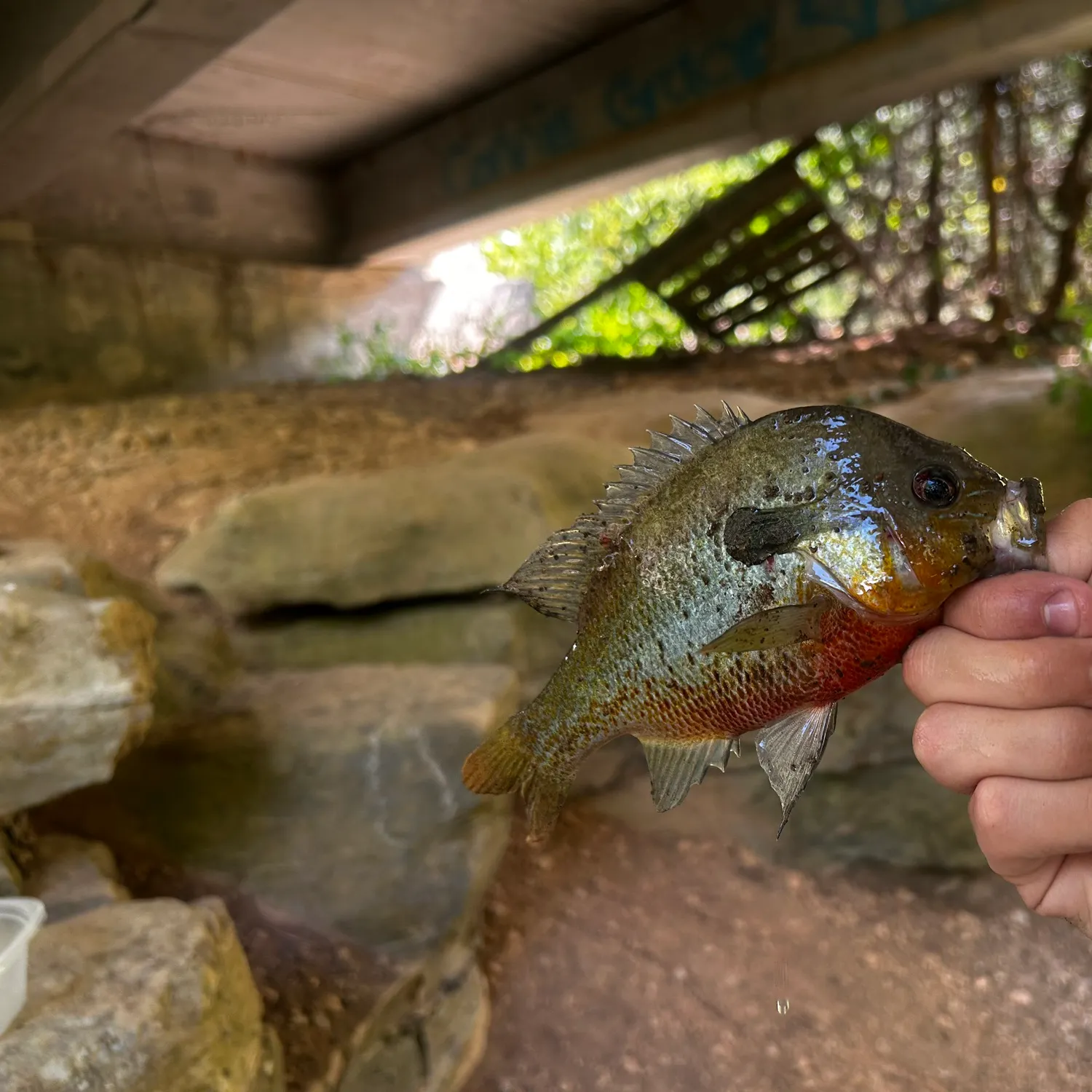 Redbreast sunfish caught on Fishbrain