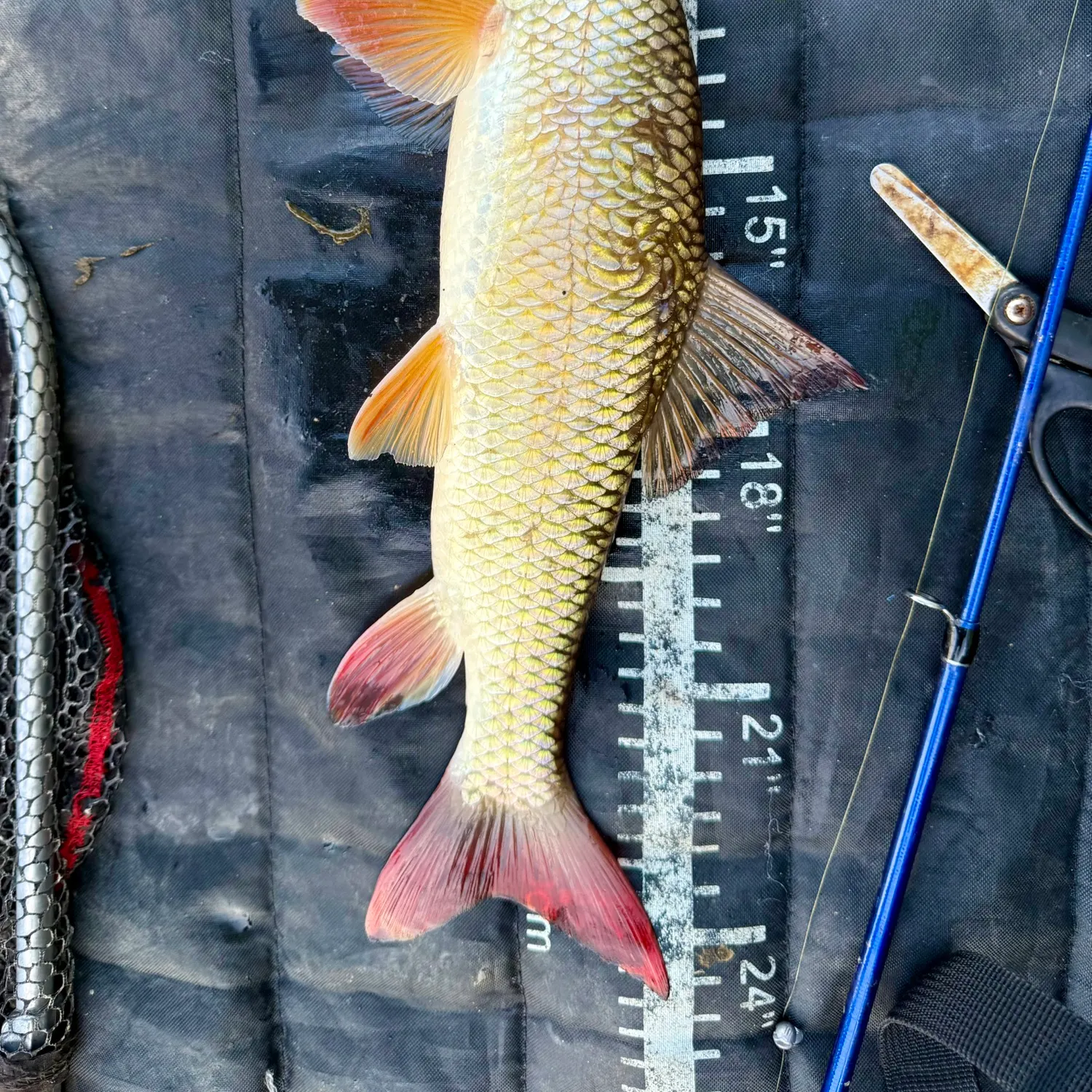 The most recent Shorthead redhorse catches on Fishbrain