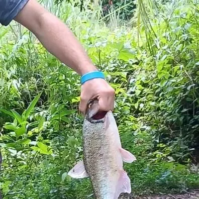 The most recent Machaca catches on Fishbrain