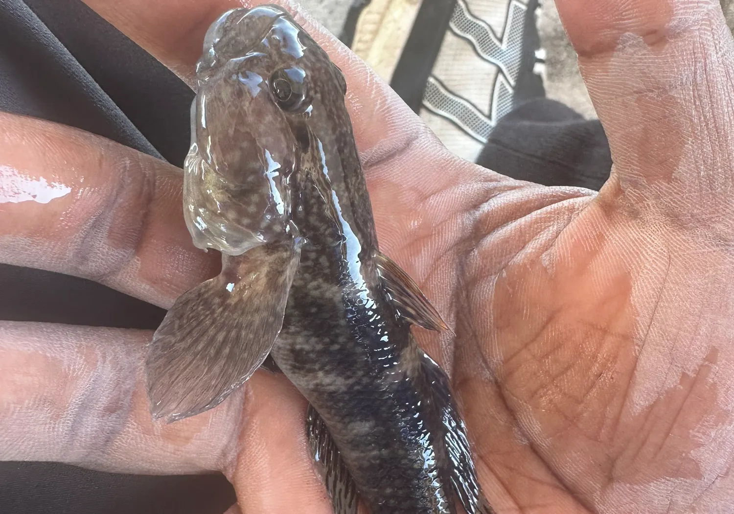 Black goby