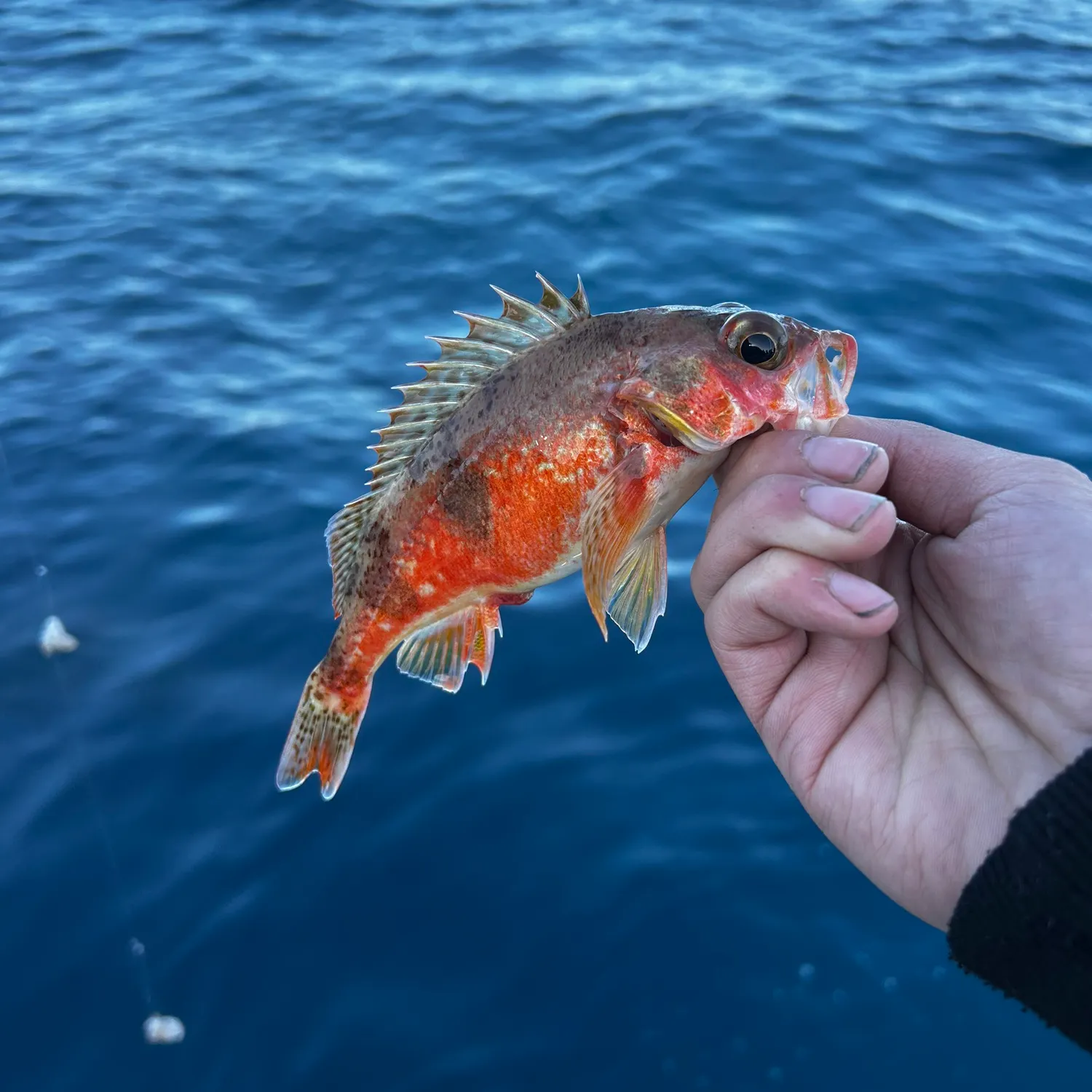The most recent Vermilion rockfish catches on Fishbrain