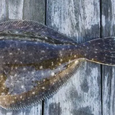 Summer flounder caught on Fishbrain